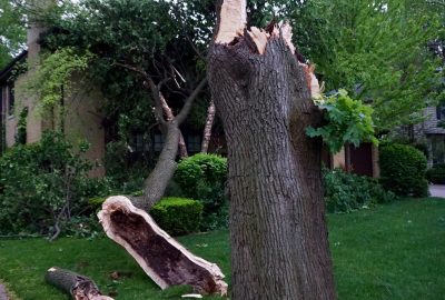Tree damage after a storm